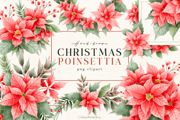 Watercolor Christmas Poinsettia Illustrations Review